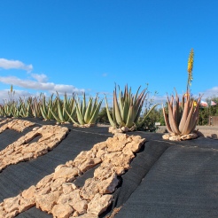 Aloe Vera museum Fuerteventura